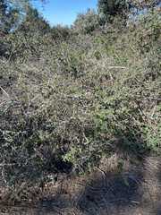 Ceanothus tomentosus