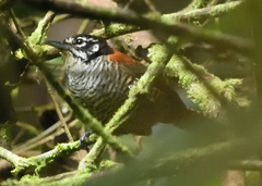 Cantorchilus nigricapillus