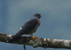 Harpagus bidentatus