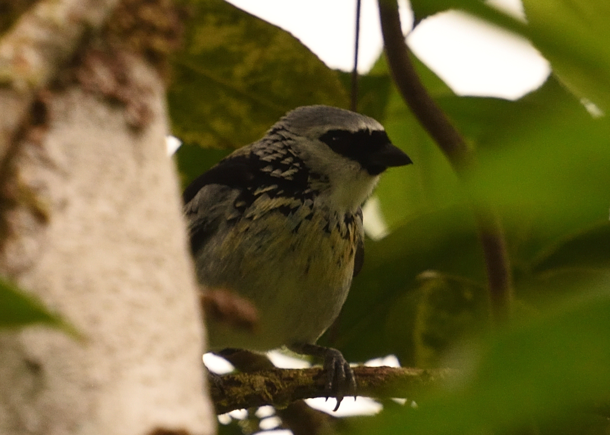 Grey-and-gold Tanager (Poecilostreptus palmeri), photo 6