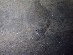 Citharichthys stigmaeus