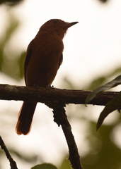 Rhytipterna holerythra