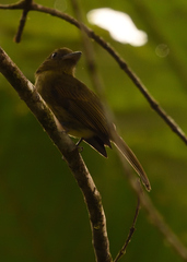 Rhynchocyclus pacificus