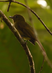 Rhynchocyclus pacificus