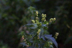 Mercurialis annua