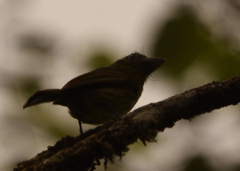 Rhynchocyclus pacificus