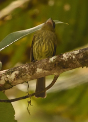 Rhynchocyclus pacificus