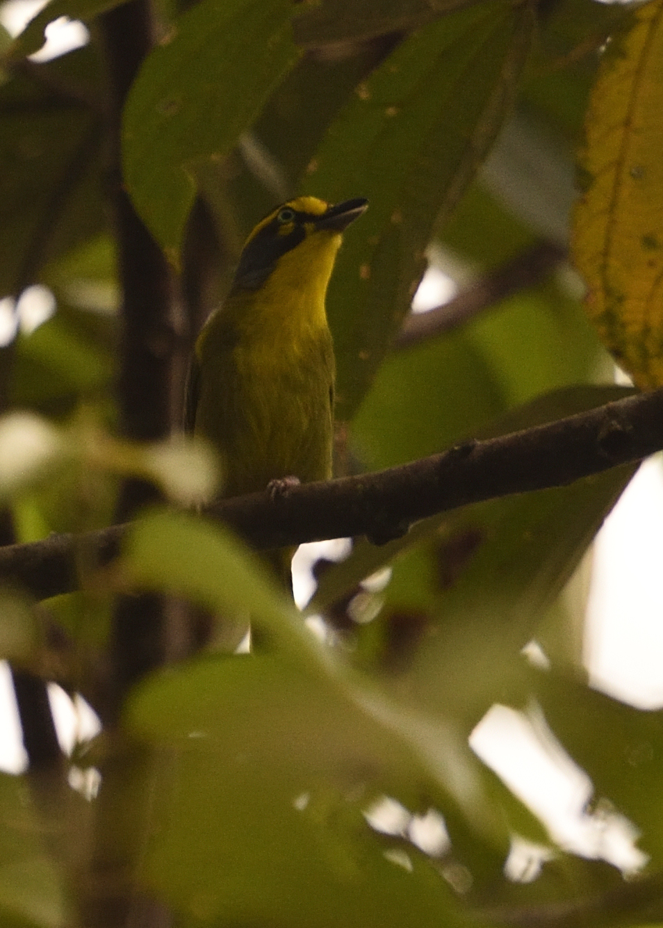 Slaty-capped Shrike-Vireo (Vireolanius leucotis), photo 3