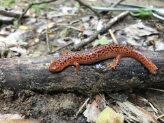 Pseudotriton ruber ruber