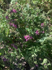 Pentas lanceolata