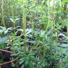 Peperomia leptophylla