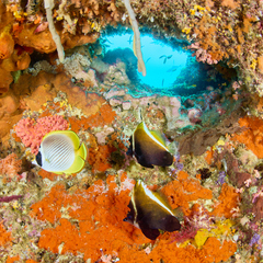 Chaetodon adiergastos