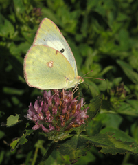 Colias erate