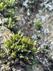 Ulota bruchii