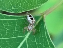 Hentzia mitrata
