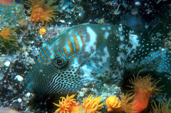 Canthigaster amboinensis