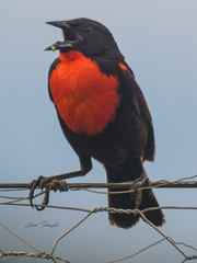 Leistes militaris