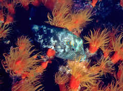 Canthigaster amboinensis