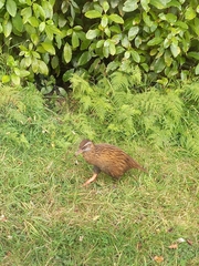 Gallirallus australis