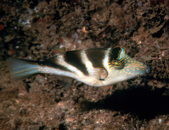 Canthigaster coronata