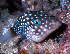 Canthigaster jactator