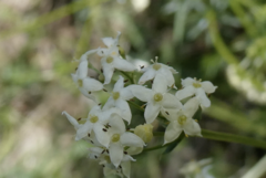 Galium lucidum