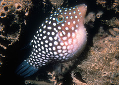 Canthigaster jactator