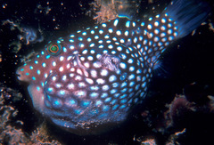 Canthigaster jactator