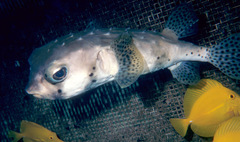 Chilomycterus reticulatus