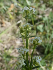 Galium lucidum