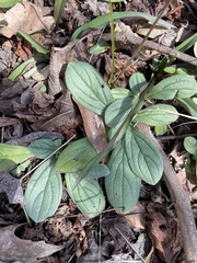 Lithospermum tuberosum