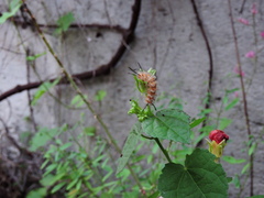 Syntomeida melanthus