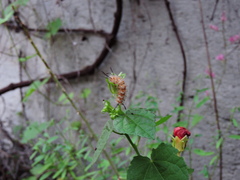 Syntomeida melanthus