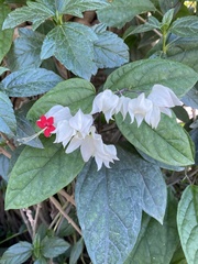 Clerodendrum thomsoniae