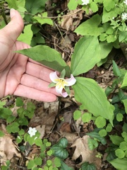 Trillium catesbaei