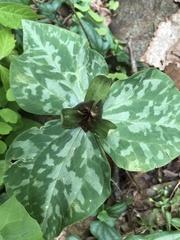 Trillium