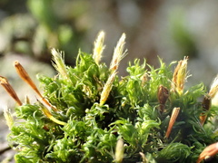 Ulota bruchii