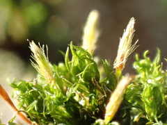 Ulota bruchii