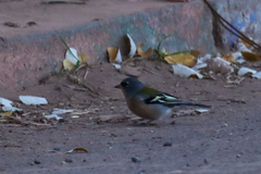 Fringilla coelebs africana