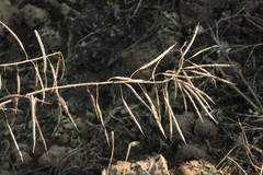 Brassica napus
