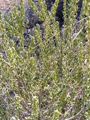 Mortonia scabrella