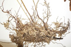 Coryphopteris simulata