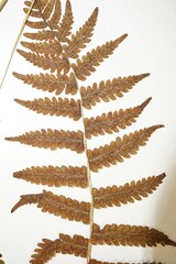 Coryphopteris simulata