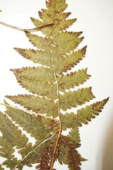 Coryphopteris simulata