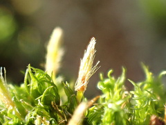 Ulota bruchii