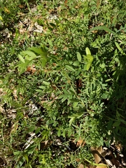 Vicia ludoviciana