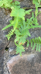 Pteridaceae