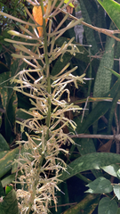 Sansevieria