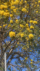 Handroanthus chrysanthus