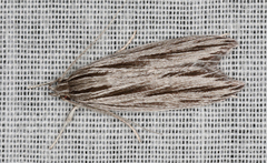 Leistarcha scitissimella